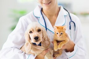 Explora Servicios para Mascotas en Chiclayo
