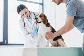 Visita Clínicas Veterinarias en Huancayo